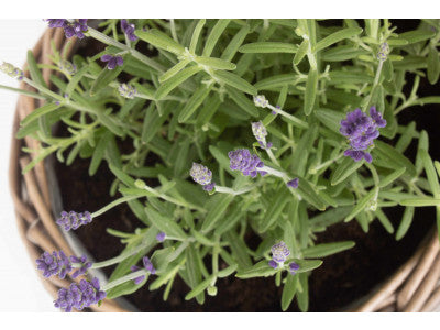 SMALL ROUND ANTIQUE WASH PLANTER