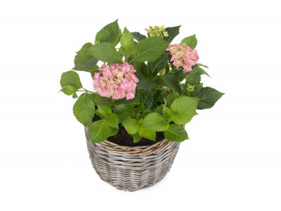 MEDIUM ROUND ANTIQUE WASH PLANTER