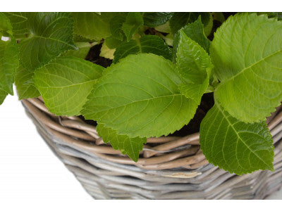 MEDIUM ROUND ANTIQUE WASH PLANTER